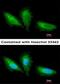 Protein Kinase C Substrate 80K-H antibody, orb69700, Biorbyt, Immunofluorescence image 