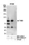 TGF-Beta Activated Kinase 1 (MAP3K7) Binding Protein 3 antibody, NBP1-26592, Novus Biologicals, Western Blot image 