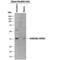 C-Type Lectin Domain Containing 10A antibody, PA5-47665, Invitrogen Antibodies, Western Blot image 