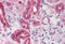 ATP Binding Cassette Subfamily D Member 4 antibody, MBS244452, MyBioSource, Immunohistochemistry frozen image 