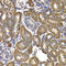 Glutamic-Oxaloacetic Transaminase 2 antibody, A6915, ABclonal Technology, Immunohistochemistry paraffin image 