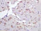 Ceramide Synthase 2 antibody, GTX51624, GeneTex, Immunohistochemistry paraffin image 
