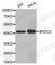 Biogenesis Of Ribosomes BRX1 antibody, A4824, ABclonal Technology, Western Blot image 