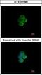Sialic Acid Binding Ig Like Lectin 7 antibody, GTX107080, GeneTex, Immunofluorescence image 