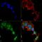 Glutamate Metabotropic Receptor 5 antibody, MA5-27690, Invitrogen Antibodies, Immunofluorescence image 