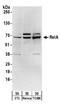 p65 antibody, A303-945A, Bethyl Labs, Western Blot image 