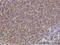 Alpha-adducin antibody, H00000118-M01, Novus Biologicals, Immunohistochemistry paraffin image 