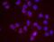 Structural Maintenance Of Chromosomes 1A antibody, NB100-205, Novus Biologicals, Proximity Ligation Assay image 