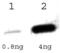 Tet Repressor antibody, PA1-29677, Invitrogen Antibodies, Western Blot image 