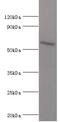 Autophagy Related 16 Like 1 antibody, MBS1497386, MyBioSource, Western Blot image 