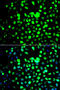 Zinc Finger And BTB Domain Containing 25 antibody, 22-988, ProSci, Immunofluorescence image 