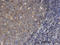 Moesin antibody, LS-C133914, Lifespan Biosciences, Immunohistochemistry frozen image 