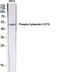 Keratin 8 antibody, STJ90242, St John