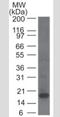 Killer Cell Lectin Like Receptor B1 antibody, NBP2-14844, Novus Biologicals, Western Blot image 