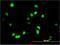 Apoptosis Antagonizing Transcription Factor antibody, H00026574-M04, Novus Biologicals, Immunocytochemistry image 