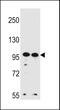 WD repeat-containing protein 3 antibody, 56-482, ProSci, Western Blot image 