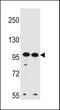 WD Repeat Domain 3 antibody, 56-482, ProSci, Western Blot image 