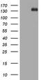 TSC Complex Subunit 1 antibody, LS-C175746, Lifespan Biosciences, Western Blot image 