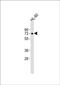 Sphingomyelin Phosphodiesterase 1 antibody, PA5-72432, Invitrogen Antibodies, Western Blot image 