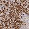 Malate Dehydrogenase 1 antibody, NBP1-89515, Novus Biologicals, Immunohistochemistry paraffin image 