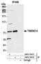 Transmembrane protein 214 antibody, NBP2-76373, Novus Biologicals, Immunoprecipitation image 