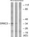 Olfactory Receptor Family 6 Subfamily C Member 3 antibody, PA5-39663, Invitrogen Antibodies, Western Blot image 
