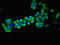 MAGE Family Member A8 antibody, LS-C369949, Lifespan Biosciences, Immunofluorescence image 