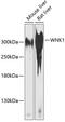 WNK1 antibody, 15-422, ProSci, Western Blot image 