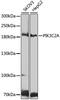 Phosphatidylinositol-4-Phosphate 3-Kinase Catalytic Subunit Type 2 Alpha antibody, GTX65983, GeneTex, Western Blot image 
