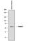 Alpha 2-HS Glycoprotein antibody, MAB1184, R&D Systems, Western Blot image 