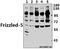 Frizzled Class Receptor 5 antibody, A04292Y500, Boster Biological Technology, Western Blot image 