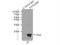 Synaptojanin 2 Binding Protein antibody, 15666-1-AP, Proteintech Group, Immunoprecipitation image 