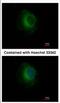 Plasminogen antibody, NBP2-19859, Novus Biologicals, Immunofluorescence image 