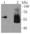 Asparagine Synthetase (Glutamine-Hydrolyzing) antibody, A03302-1, Boster Biological Technology, Western Blot image 