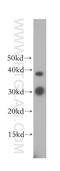 UL16 Binding Protein 1 antibody, 17715-1-AP, Proteintech Group, Western Blot image 