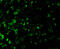 ICAD antibody, 2001, ProSci Inc, Immunofluorescence image 