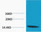 Histone Cluster 1 H1 Family Member A antibody, STJ97198, St John