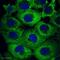 Induced myeloid leukemia cell differentiation protein Mcl-1 antibody, ab32087, Abcam, Immunocytochemistry image 
