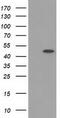 Protein Kinase C And Casein Kinase Substrate In Neurons 3 antibody, TA502251, Origene, Western Blot image 