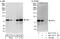 Fas Associated Factor 1 antibody, NBP1-47276, Novus Biologicals, Western Blot image 
