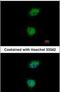 Pre-MRNA Processing Factor 19 antibody, PA5-28523, Invitrogen Antibodies, Immunofluorescence image 