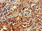 G Protein Subunit Alpha Transducin 1 antibody, LS-C678109, Lifespan Biosciences, Immunohistochemistry paraffin image 