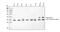 Receptor For Activated C Kinase 1 antibody, PB9243, Boster Biological Technology, Western Blot image 