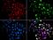 RAD51 Paralog B antibody, orb247710, Biorbyt, Immunofluorescence image 