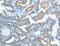 Aldehyde Dehydrogenase 3 Family Member B1 antibody, LS-C404482, Lifespan Biosciences, Immunohistochemistry frozen image 