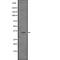 Leu M5 antibody, abx216334, Abbexa, Western Blot image 