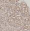Marginal Zone B And B1 Cell Specific Protein antibody, FNab05530, FineTest, Immunohistochemistry paraffin image 