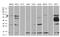 PiggyBac transposable element-derived protein 3 antibody, M15687, Boster Biological Technology, Western Blot image 