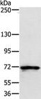 Semaphorin 7A (John Milton Hagen Blood Group) antibody, PA5-50753, Invitrogen Antibodies, Western Blot image 