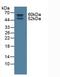 Nitric Oxide Synthase Trafficking antibody, LS-C373978, Lifespan Biosciences, Western Blot image 